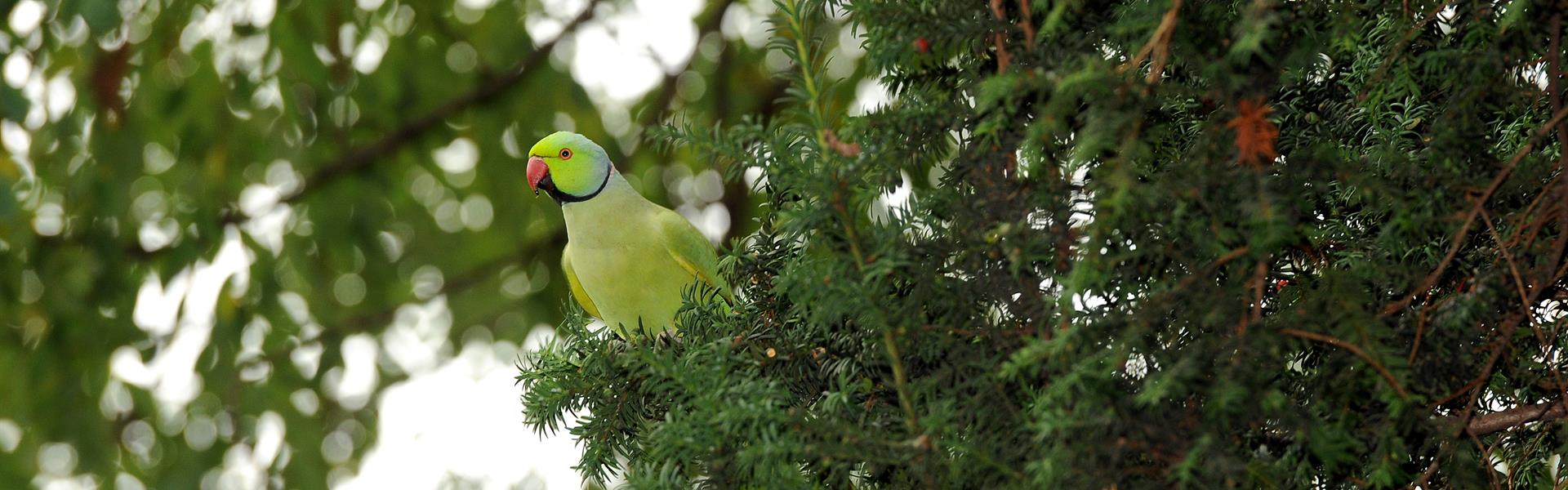 Population-of-refugee-parrots-increases